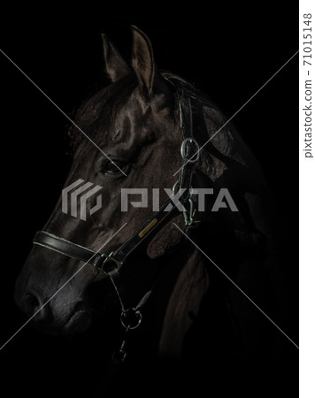 Black Photo of a horse Black Photo of a horse 71015148