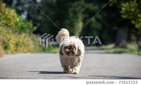 cute little white dog walking cute little white dog walking 71015155