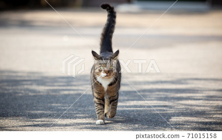 Domestic cat walking towards you Domestic cat walking towards you 71015158