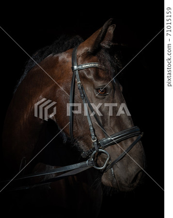 Black Photo of a horse Black Photo of a horse 71015159