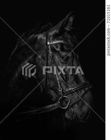 Black Photo of a horse 71015161