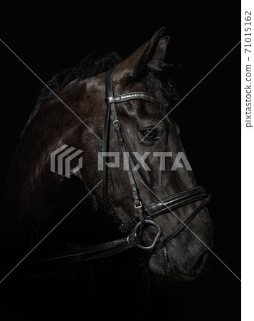 Black Photo mixed breed Gelderland horse 71015162