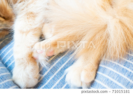 一隻非常可愛的貓的肉丸的圖片 71015181