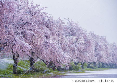 Sakura and snow ① 71015240