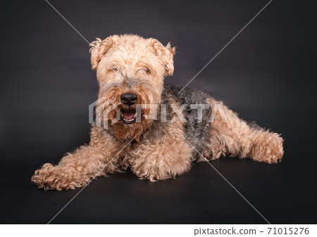 Welsh Terrier on a black background Welsh Terrier on a black background 71015276