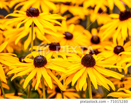 black eyed susan flowers 71015280