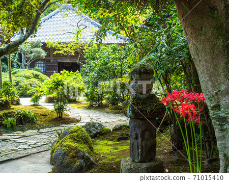 鎌倉/海藏寺佛教寺院和Higanbana 鎌倉/海藏寺佛教寺院和Higanbana 71015410