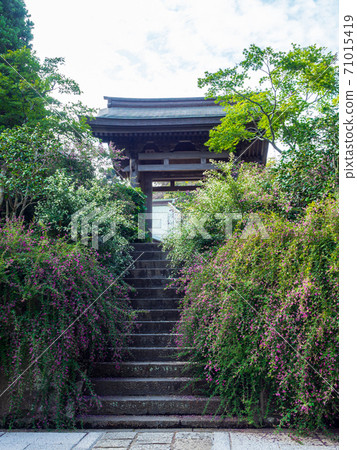 鎌倉/ Kaizoji寺門和Ha之花 71015419