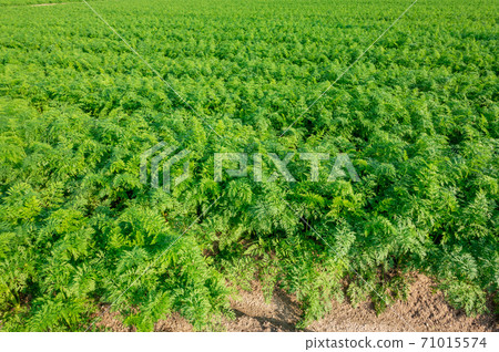 Photograph of carrot field taken in Japan 71015574
