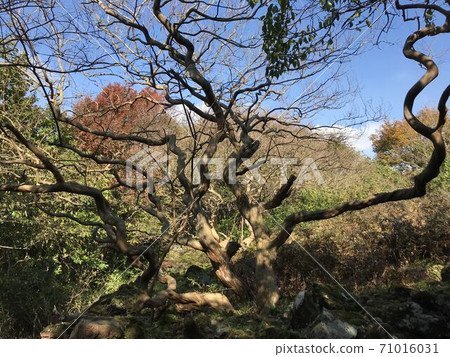 Wonderful tree and foliage 71016031