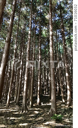 Cedar Forest 71016032