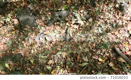 Leaves Leaves 71016033