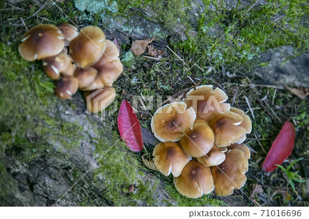 Kuritake mushroom 71016696