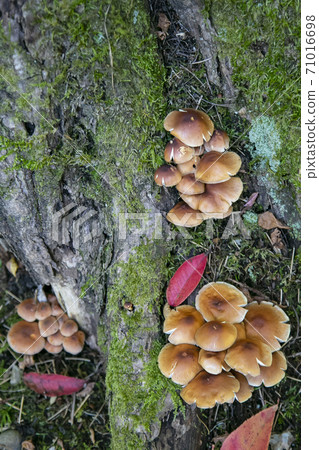 栗茸蘑菇 栗茸蘑菇 71016698