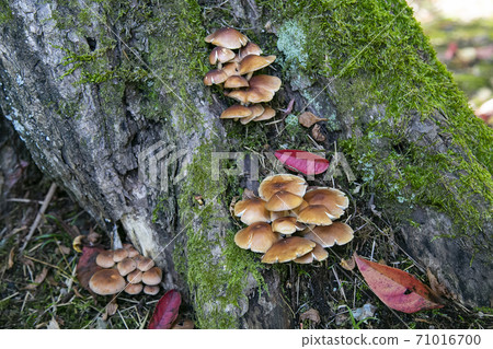 栗茸蘑菇 71016700