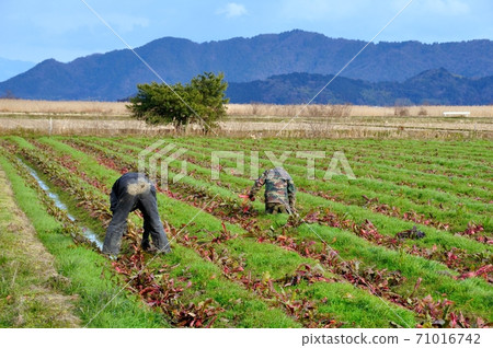 Stray work red turnip harvest 71016742