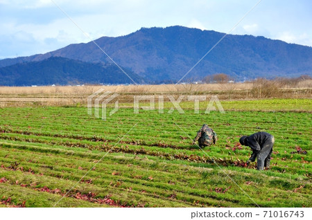 Stray work red turnip harvest 71016743