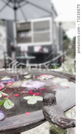 多彩的水面和鳥類 多彩的水面和鳥類 71016879