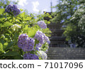 Hydrangea of the mainland temple 71017096