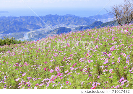 Washigamine Cosmos Park Cosmos field in full bloom Washigamine Cosmos Park Cosmos field in full bloom 71017482
