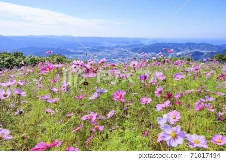 Washigamine波斯菊公園波斯菊領域盛開 71017494