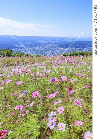 Washigamine波斯菊公園波斯菊領域盛開 71017495
