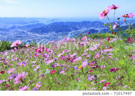 Washigamine Cosmos Park Cosmos field in full bloom 71017497