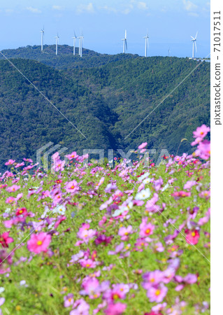 Washigamine Cosmos Park Cosmos field in full bloom Washigamine Cosmos Park Cosmos field in full bloom 71017511