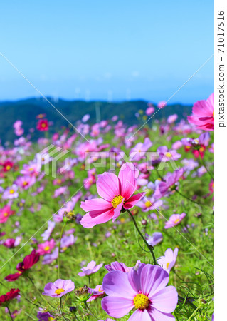 Washigamine Cosmos Park Cosmos field in full bloom 71017516