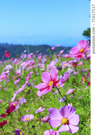 Washigamine Cosmos Park Cosmos field in full bloom 71017517