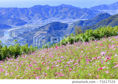 Washigamine Cosmos Park Cosmos field in full bloom 71017529