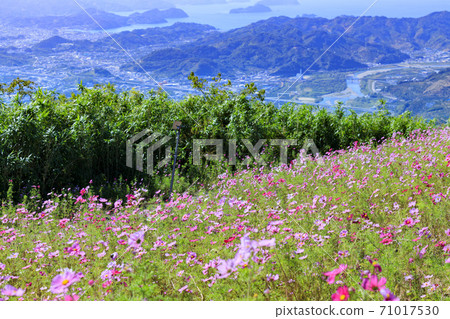 Washigamine Cosmos Park Cosmos field in full bloom 71017530