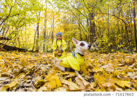 Little girl playing with her dog in autumn forest. Child and jack russell terrier dog. Little girl playing with her dog in autumn forest. Child and jack russell terrier dog. 71017603