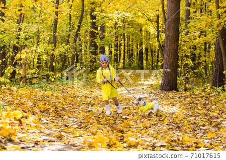 Child plays with Jack Russell Terrier in autumn forest. Autumn walk with a dog, children and pet concept. 71017615