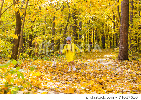 Little girl with a dog jack russell terrier. Child, childhood, friendship and pet concept. Small dog walking in the autumn park. 71017616