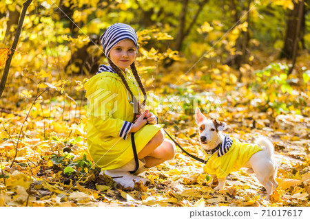 Child plays with Jack Russell Terrier in autumn forest. Autumn walk with a dog, children and pet concept. 71017617