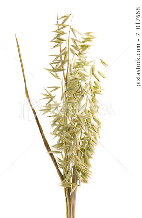 Dry spikelets of oat, isolated on white background. Dry spikelets of oat, isolated on white background. 71017668