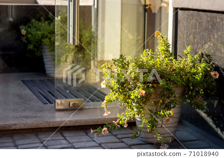 Flowerpot with plants at the entrance to the building with a marble threshold and a glass door. Flowerpot with plants at the entrance to the building with a marble threshold and a glass door. 71018940