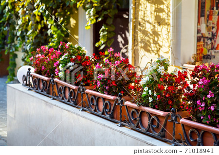 decorated facade of the building with flowerpots with flowers and a forged metal fence, close up. decorated facade of the building with flowerpots with flowers and a forged metal fence, close up. 71018941