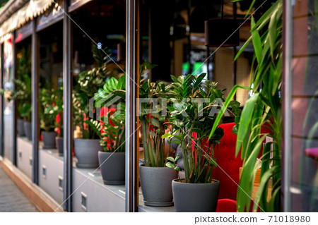 outdoor cafe decorated with flowerpots with flowers, summer terrace in dark colors with green plants. 71018980