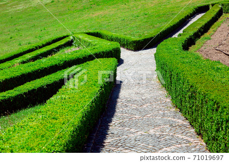 A stone path for pedestrian walks among boxwood of a green hedge on a sunny day. A stone path for pedestrian walks among boxwood of a green hedge on a sunny day. 71019697