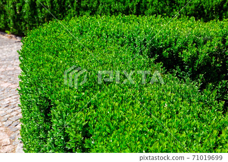hedge walkway of evergreen boxwood close up plant. hedge walkway of evergreen boxwood close up plant. 71019699