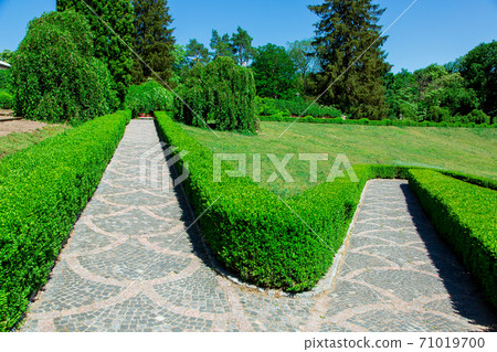 hedge walkway of evergreen boxwood at the bend of the trail. hedge walkway of evergreen boxwood at the bend of the trail. 71019700