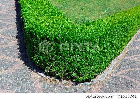 hedge walkway of evergreen boxwood at the bend of the trail. hedge walkway of evergreen boxwood at the bend of the trail. 71019701