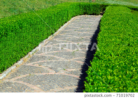 Stone path for hiking among the hedge of green boxwood on a sunny summer day. 71019702