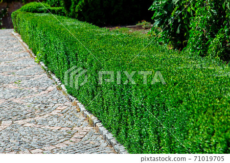 Boxwood is a square-shaped hedge along a path of square decorative stone in perspective. Boxwood is a square-shaped hedge along a path of square decorative stone in perspective. 71019705