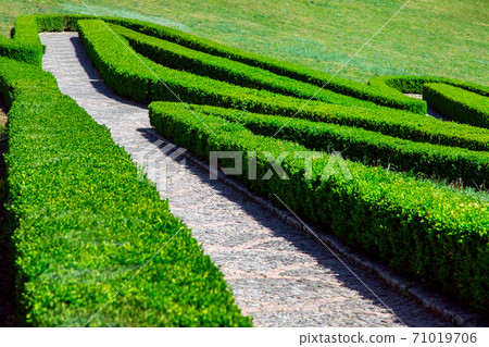stone tile walkways in a maze of hedge of green boxwood bushes on the way down. 71019706