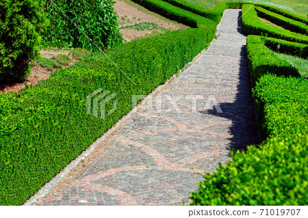 stone patterned path, planted hedge from boxwood in an empty park with green bushes on a sunny day. stone patterned path, planted hedge from boxwood in an empty park with green bushes on a sunny day. 71019707