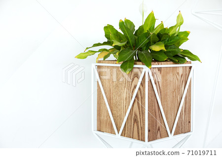 A square wooden pot with green leaves is set in an iron art frame in white against a white wall with copy space. A square wooden pot with green leaves is set in an iron art frame in white against a white wall with copy space. 71019711