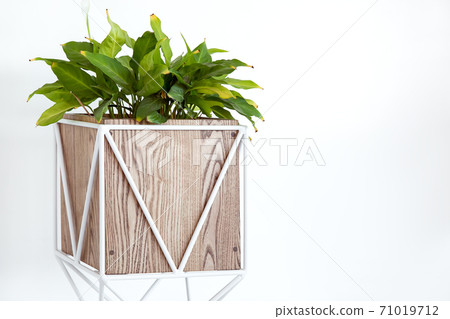 square wooden box with white steel frame pot for deciduous plants on a white background with copy space. square wooden box with white steel frame pot for deciduous plants on a white background with copy space. 71019712